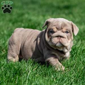 Indigo Pearl, English Bulldog Puppy